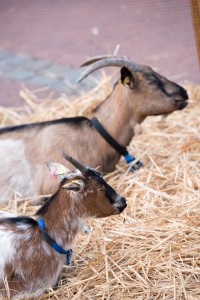 Ziegen beim Bauernmarkt & Weinfest 2014 auf dem Tibarg