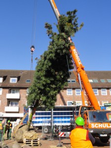 Ein Kran hebt einen großen Nadelbaum in die Höhe, der eingesetzt werden soll.