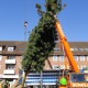 Ein Kran hebt einen großen Nadelbaum in die Höhe, der eingesetzt werden soll.