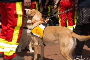 Der ASB war mit den Rettungshunden zu Besuch