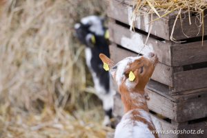 Kleine Ziegen