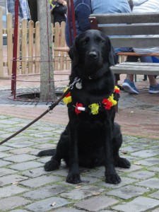 Schwarzer Hund mit Hawai-Kette in Deutschlandfarben