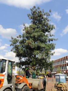 Die große Tränenkiefer steht nun in ihrer vollen Größe auf dem Gelände.