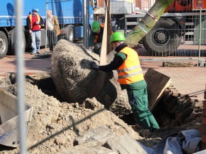 Zwei Arbeiter mit Schutzhelmen und Warnwesten platzieren die Tränenkiefer, die von einem Kran heruntergelassen wird, in ein dafür vorgesehenes Erdloch