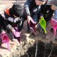 Fünf Kinder gießen mit bunten Gießkannen Wasser in das Erdloch, wo der Baum eingesetzt wurde.