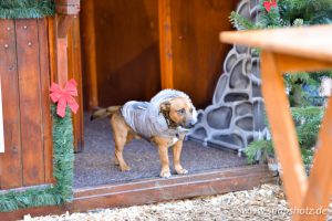 Der kleine "Wachhund"